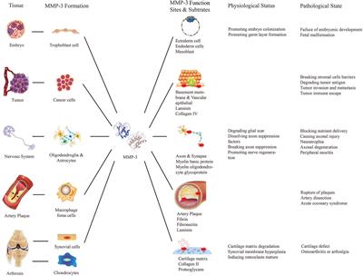 Matrix Metalloproteinase 3: A Promoting and Destabilizing Factor in the Pathogenesis of Disease and Cell Differentiation